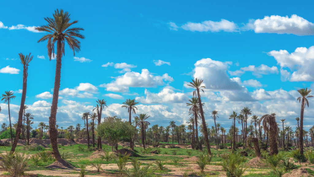 palm trees at Marrakech Palmeraie